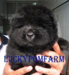 ขายลูกสุนัข เชาเชาสีดำ