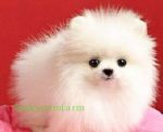 ขายปอมขาวหน้าหมีสีขาว