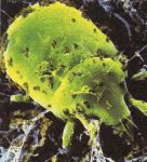 Anti-Acariens Elimination of mites without pesticides, Gel/CONT. 1 Litre