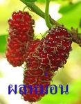 น้ำลูกหม่อนชนิดเข้มข้น แก้ปัญหาโรคไต ไตวายได้จริง