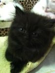 ได้บ้านแล้วคะ