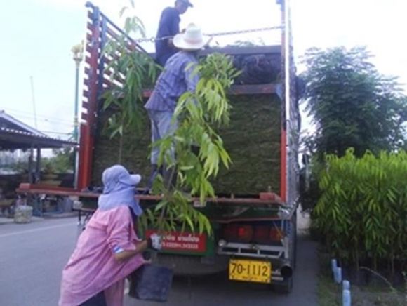 อโศกอินเดียส่งเชียงใหม่ 1,000 ต้น อโศกอินเดียส่งเชียงใหม่ 1,000 ต้น