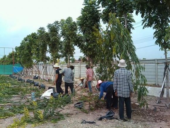 ปลูกต้นอโศกอินเดียจำนวน 600 ต้นให้กับบริษัทฮอนด้า
