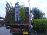 อโศกอินเดียส่งเชียงใหม่ 1,000 ต้น