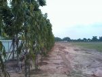 ปลูกต้นอโศกอินเดียจำนวน 600 ต้นให้กับบริษัทฮอนด้า