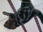 ขายลูกแมว American Shorthair ลายเข้มชัด นิสัยร่าเริง ติดคน