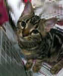 ขายลูกแมว American Shorthair ลายเข้มชัด นิสัยร่าเริง ติดคน