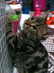 ขายลูกแมว American Shorthair ลายเข้มชัด นิสัยร่าเริง ติดคน