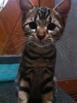 ขายลูกแมว American Shorthair ลายเข้มชัด นิสัยร่าเริง ติดคน