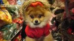 ร้าน ก้อนดิน pet shop