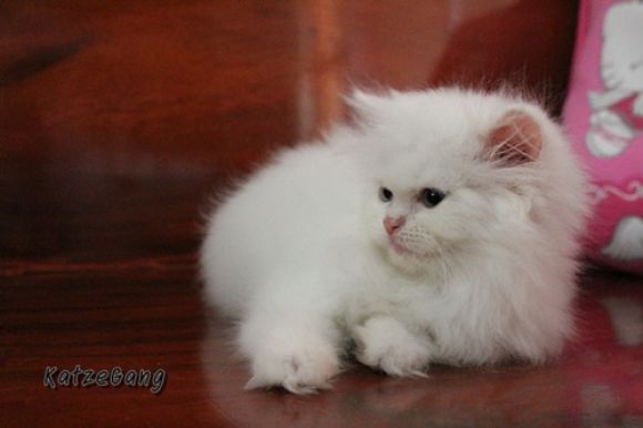 ขายแล้ว
