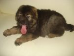 Caucasian Shepherd Dog น้องเตาปุ่น อายุ 2 เดือน หนัก 10 กิโล