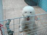 Old English SheepDog
