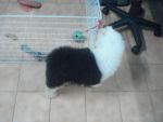 Old English SheepDog
