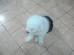 Old English SheepDog