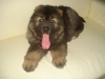 Caucasian Shepherd Dog น้องเตาปุ่น อายุ 2 เดือน หนัก 10 กิโล