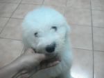 Old English SheepDog