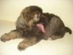 Caucasian Shepherd Dog น้องเตาปุ่น อายุ 2 เดือน หนัก 10 กิโล
