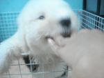 Old English SheepDog