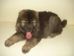 Caucasian Shepherd Dog น้องเตาปุ่น อายุ 2 เดือน หนัก 10 กิโล