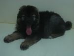 Caucasian Shepherd Dog น้องเตาปุ่น อายุ 2 เดือน หนัก 10 กิโล