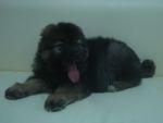 Caucasian Shepherd Dog น้องเตาปุ่น อายุ 2 เดือน หนัก 10 กิโล