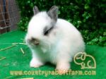 กระต่าย HL & ND สายพันธ์แท้ มาตรฐานUSA จาก Country Rabbit Farm