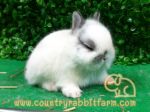 กระต่าย HL & ND สายพันธ์แท้ มาตรฐานUSA จาก Country Rabbit Farm