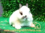 กระต่าย HL & ND สายพันธ์แท้ มาตรฐานUSA จาก Country Rabbit Farm