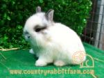 กระต่าย HL & ND สายพันธ์แท้ มาตรฐานUSA จาก Country Rabbit Farm