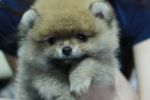 น้องปอมชาย