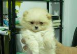 ลูกปอมจ้า