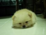ลูกปอมจ้า