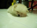 ลูกปอมจ้า