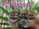 ตัวอย่างลูกสุนัข ที่ผ่านมาจาก Elegance's poms