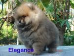 ตัวอย่างลูกสุนัข ที่ผ่านมาจาก Elegance's poms