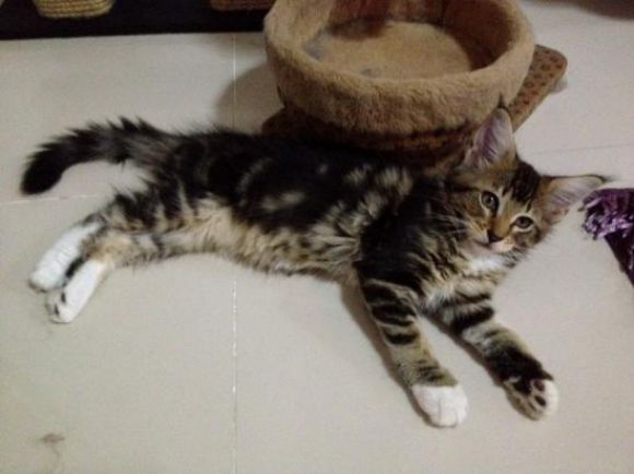 2. *ได้บ้านแล้ว* Girl : เจ้าดำ ตัวหนัก กินจุ จอมซน นักปีนมุ้งลวด 2. *ได้บ้านแล้ว* Girl : เจ้าดำ ตัวหนัก กินจุ จอมซน นักปีนมุ้งลวด