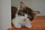เปิดจอง ลูกแมวเมนคูน คอกใหม่ 29 May'12 สายพันธุ์แท้ พร้อมทำใบรับรอง CFA จากอเมริกา