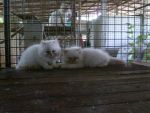 ลูกแมวเปอร์เซีย หิมาลายัน เรดพ้อย