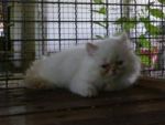 ลูกแมวเปอร์เซีย หิมาลายัน เรดพ้อย