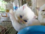 ลูกแมวเปอร์เซีย หิมาลายัน เรดพ้อย