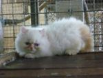 ลูกแมวเปอร์เซีย หิมาลายัน เรดพ้อย