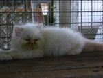 ลูกแมวเปอร์เซีย หิมาลายัน เรดพ้อย