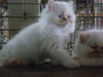 ลูกแมวเปอร์เซีย หิมาลายัน เรดพ้อย