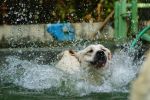 ลาบราดอร์ รีทรีฟเวอร์ Elegant-Labradors Kennel