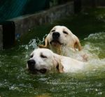 ลาบราดอร์ รีทรีฟเวอร์ Elegant-Labradors Kennel