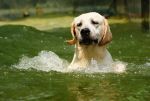 ลาบราดอร์ รีทรีฟเวอร์ Elegant-Labradors Kennel