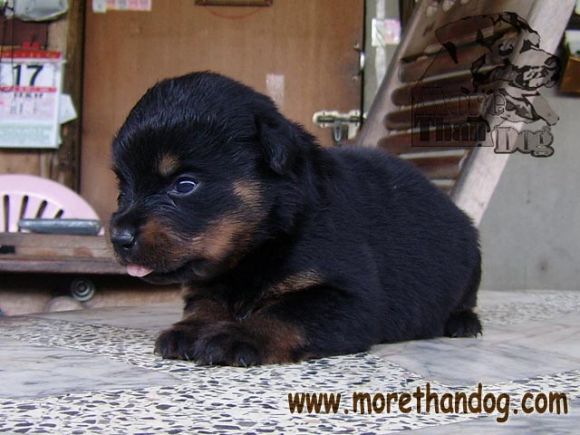 ขายลูกร็อตไวเลอร์ Rottweiler สายเลือดดี จากฟาร์ม ขายลูกร็อตไวเลอร์ Rottweiler สายเลือดดี จากฟาร์ม