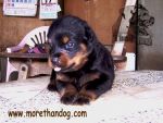 ขายลูกร็อตไวเลอร์ Rottweiler สายเลือดดี จากฟาร์ม