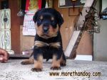 ขายลูกร็อตไวเลอร์ Rottweiler สายเลือดดี จากฟาร์ม